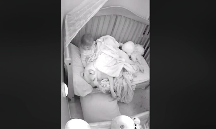 Dad lets 100lb Pit Bull sleep in crib with baby – captured footage makes headlines