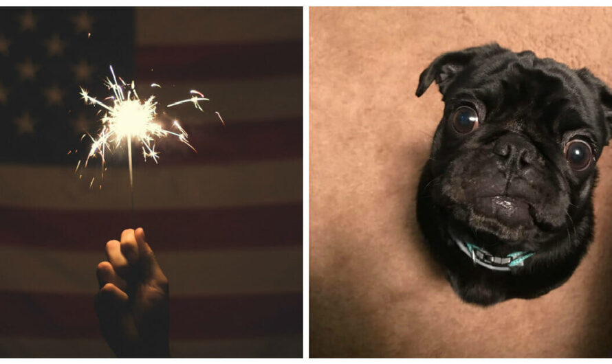 After His Dog Died From Fireworks, Man Leaves Warning For Pet Owners