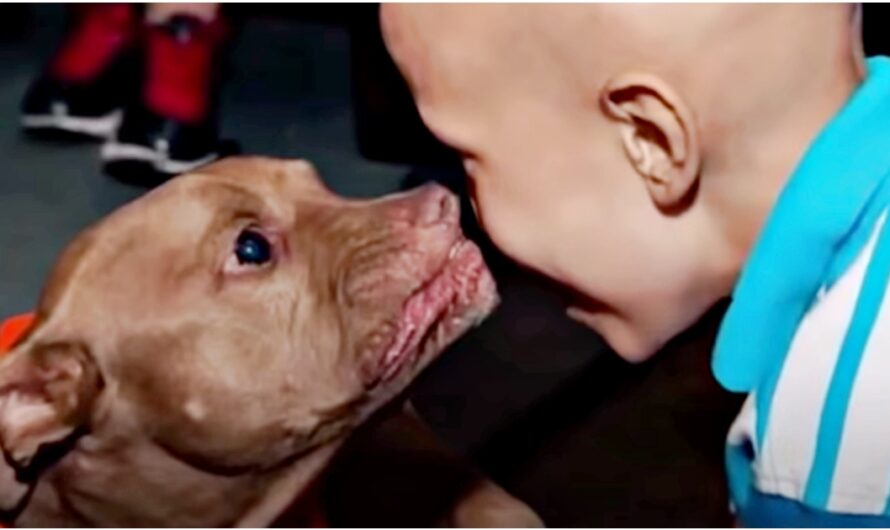 Pit Bull From Kill-Shelter Senses Boy Is Sick & Goes Straight For Him