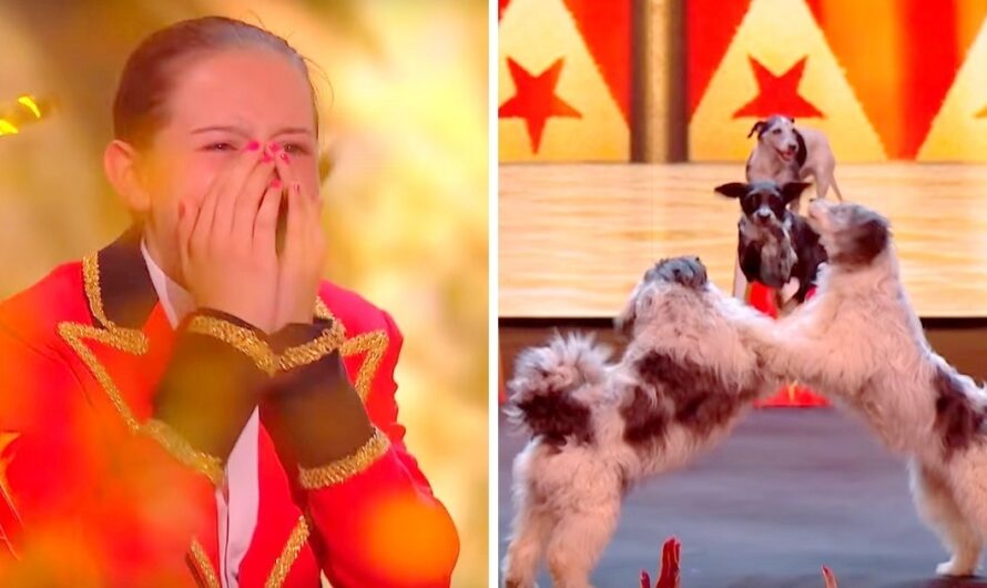 11-Year-Old Dog Trainer & Her 8 Dogs Mesmerize Audience, Win The Golden Buzzer