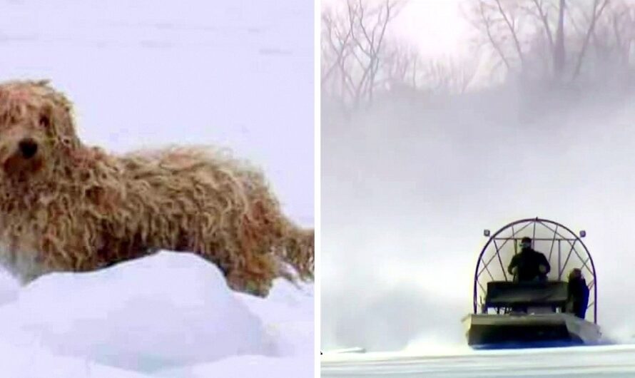 Homeless Dog Left On Frozen River For 4 Days Gets Attacked By Coyotes & Eagles