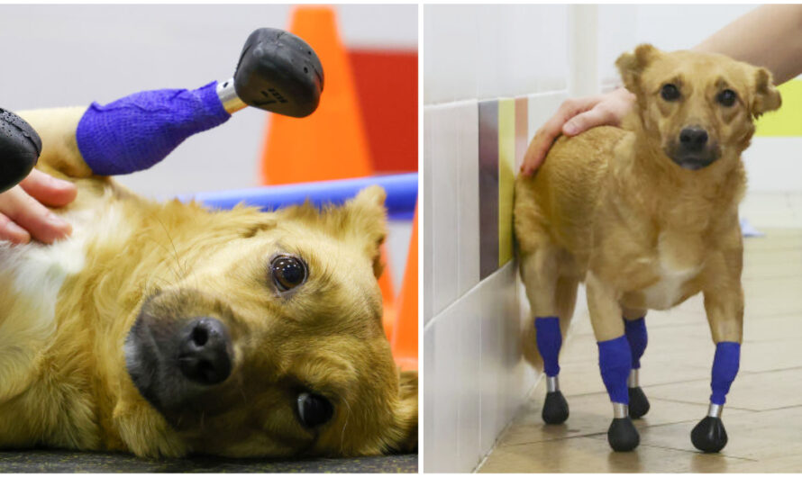 Amputee Rescue Dog Gets Second Chance After Being Given Prosthetic Paws