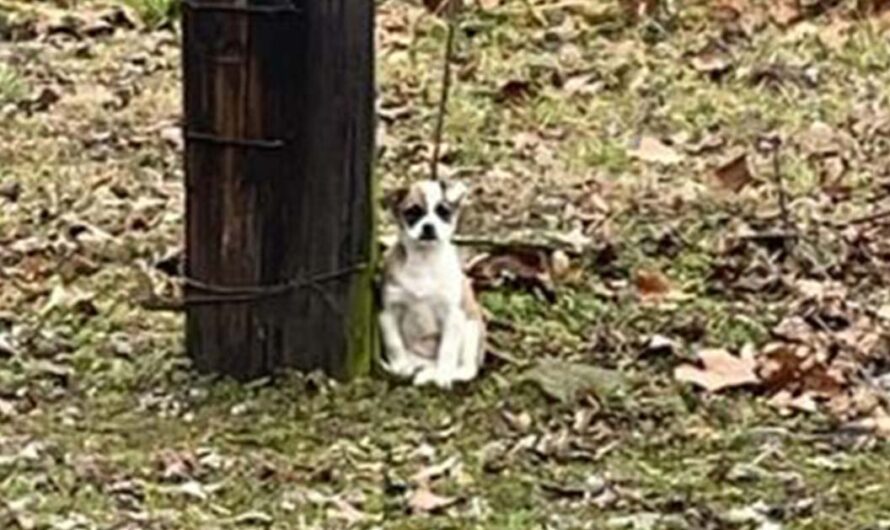 Woman finds ‘forgotten’ creature tied to a tree