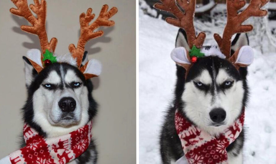 Unimpressed Husky Reluctantly Goes Along With Family’s Christmas Card Idea