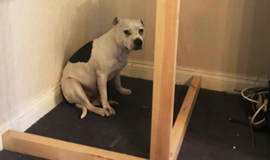 Dad Builds A Very “Special Solution” For His Rescue Dog Overwhelmed By Anxiety