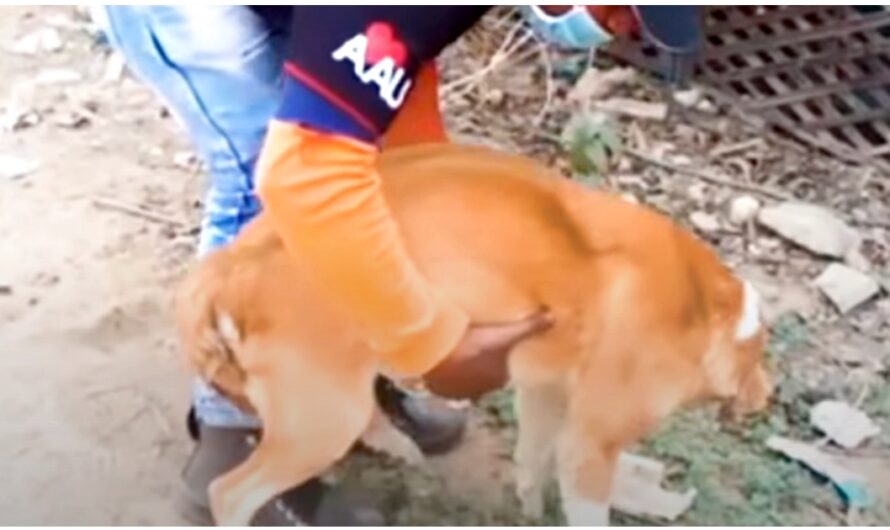 Baby Stuck In Dog’s Birth Canal Nearly Kills Her, Man Raced To Deliver The Rest