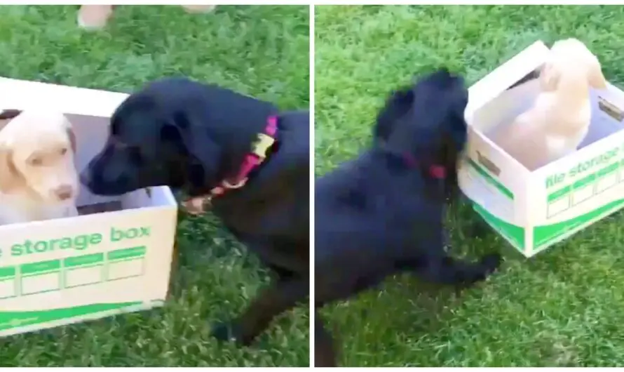 Black Lab Does Victory Laps When She Meets New Puppy Hiding In A Box