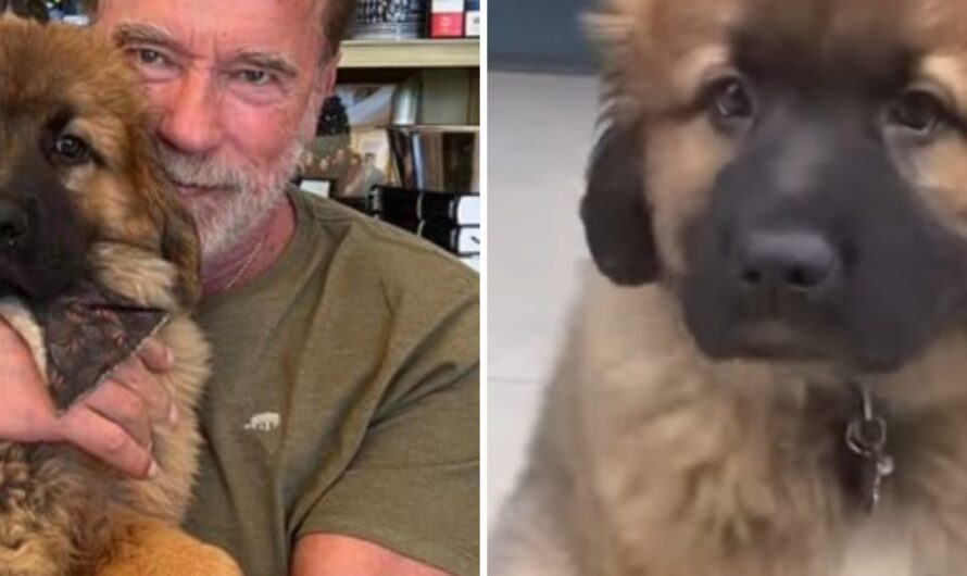 Arnold Schwarzenegger Proudly Introduces His New Dog Named “Schnitzel”