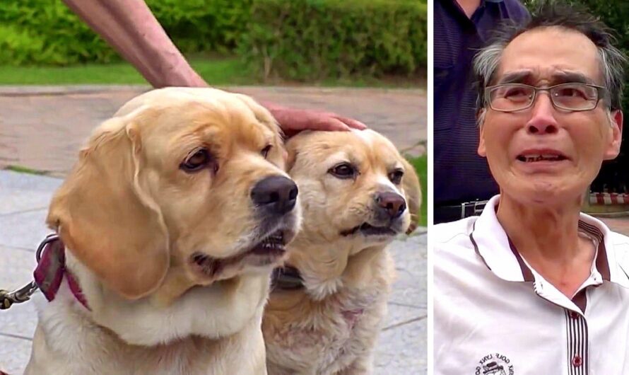 Elderly Man Dying Of Cancer Breaks Down While Saying Final Goodbye To His Dogs