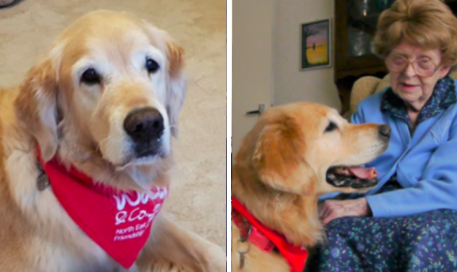 Pringle The ‘Friendship Dog’ Helps Elderly With Vow to End Loneliness