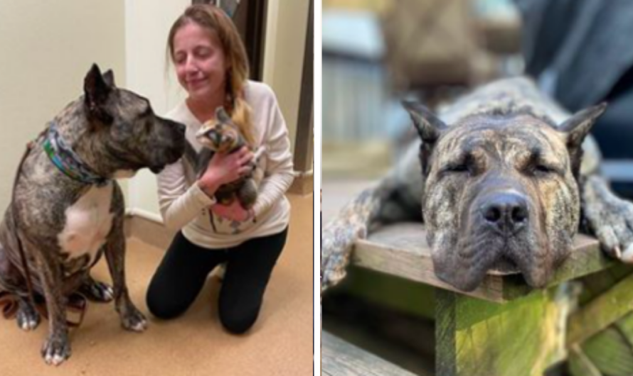 Abandoned Dog Is Given 10% Chance of Survival And A Miracle Happens