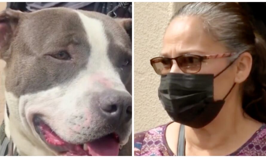 Woman Deathly Afraid Of Pit Bulls Changes Her Mind After Dog Becomes A Hero