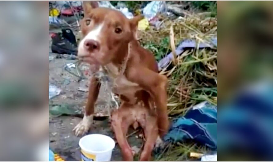 Owner Discards Disabled Dog In Landfill & Proves Human Brutality Is Limitless