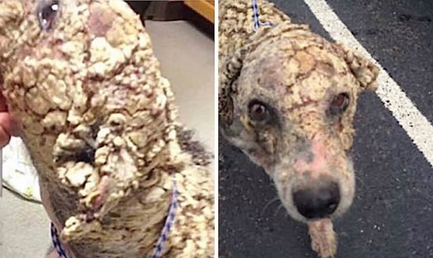 Tormented dog completely transforms after animal rescuers save him from the streets