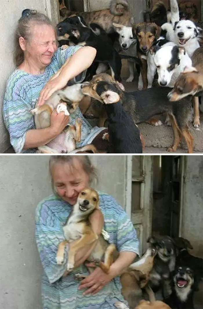 Meet Dejan Gacic, The Good Man Who Has A Shelter With Over A Thousand Dogs