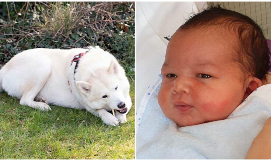 Husky Saves Newborn Baby Abandoned In Park, Police Searching For Baby’s Mother