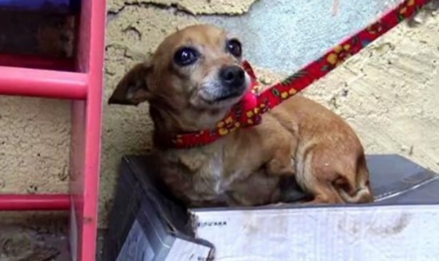 3-legged chihuahua sleeps in a shoebox in the rain