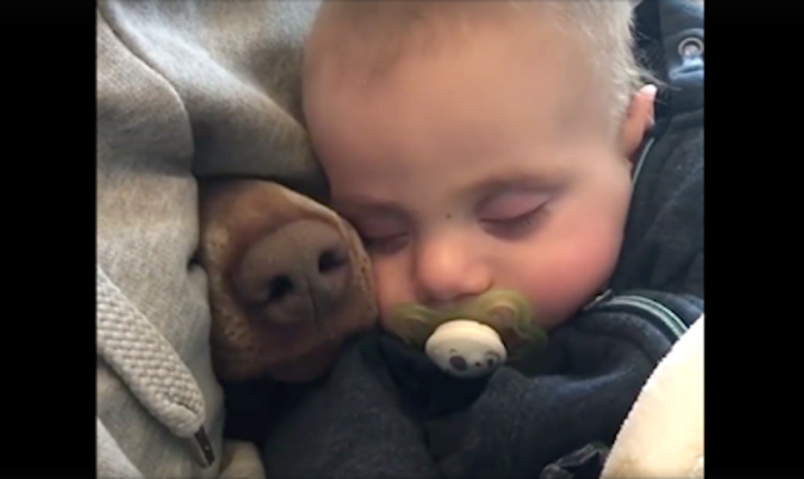 Mom’s filming the baby taking a nap when a nose pokes through beside him