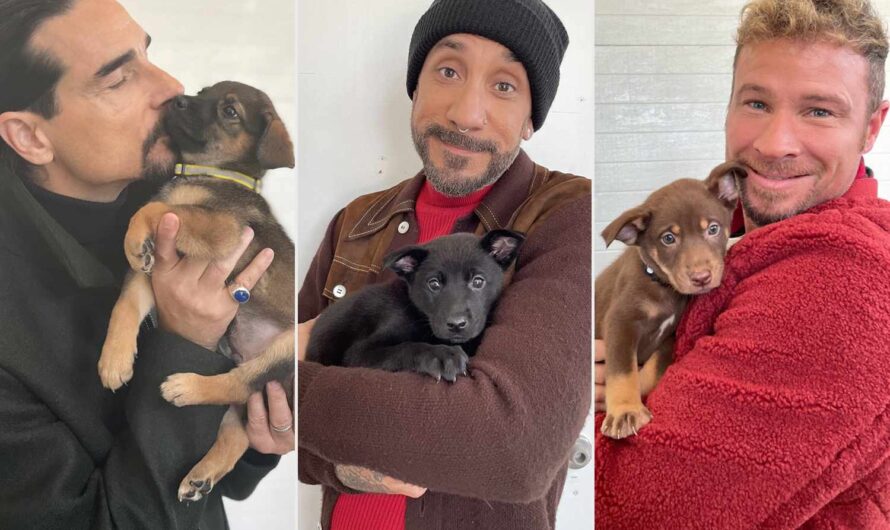 Backstreet Boys team up with rescue to help their namesake puppies find homes