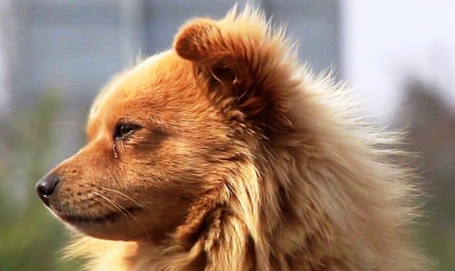 Dog Sits Alone At The Bus Stop Every Day And Weeps, Checks Every Bus That Stops