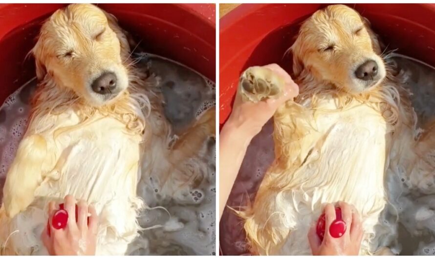 Golden Retriever Slips Into State Of Zen While Owner Bathes Him