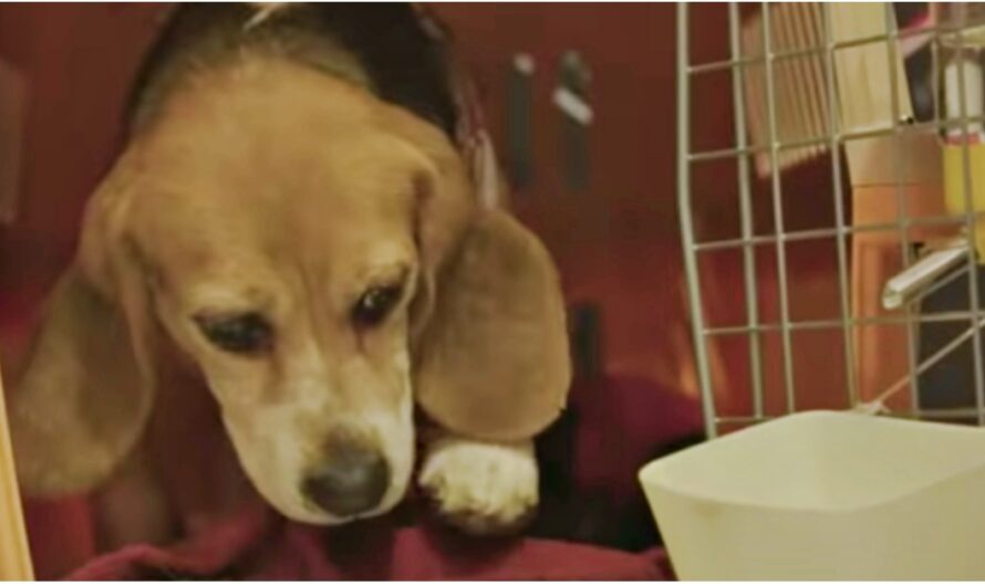 Beagle Freed From Lab Testing Won’t Leave Crate Until He Hears A Baby Crying