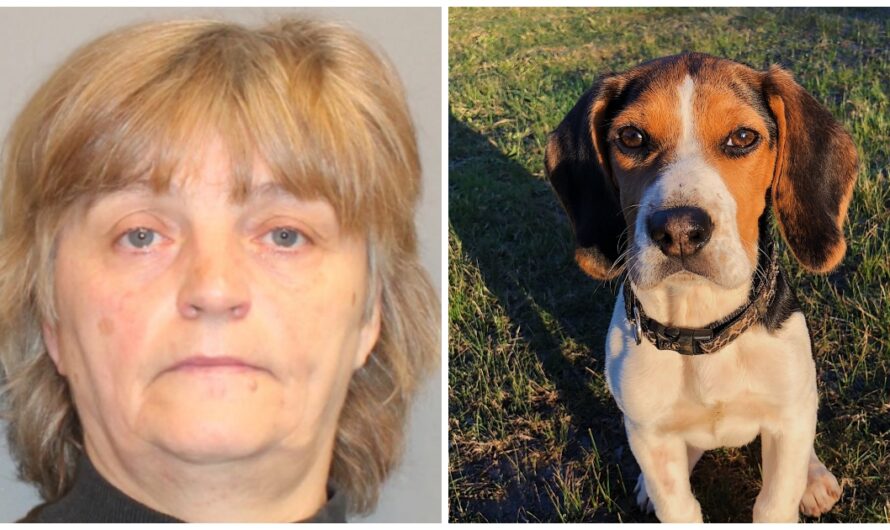 She Threw Her Helpless Beagle From A Moving Vehicle & Reported The Dog Lost