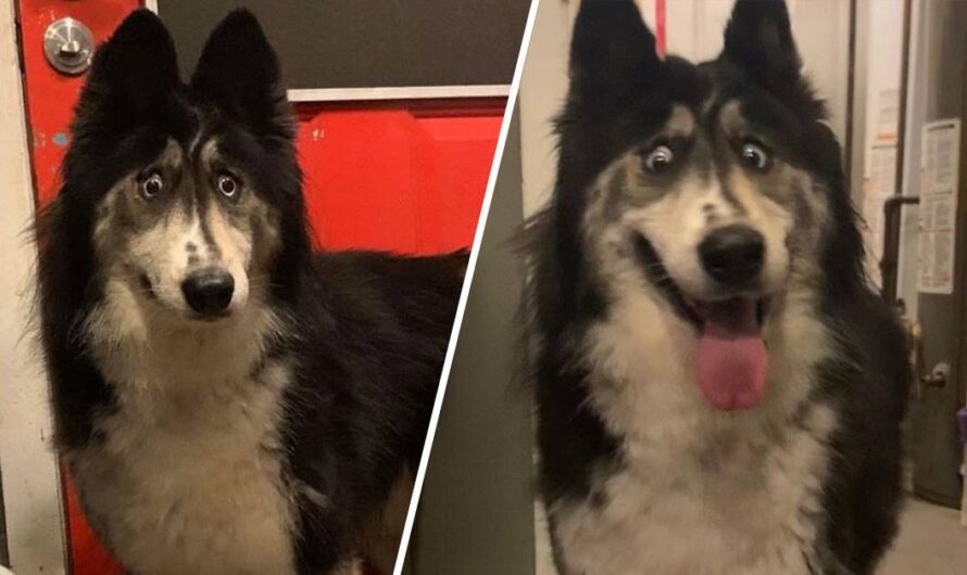 Beautiful Cross-Eyed Husky Cruelly Abandoned by Breeder Finds Forever Home