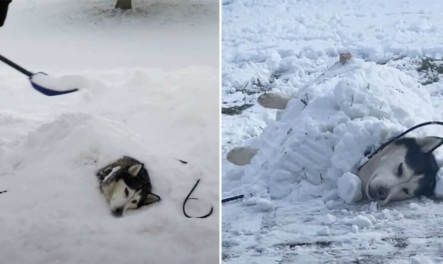 Owner ‘buries’ beloved dog, pooch’s hilarious reaction leaves Internet in stitches