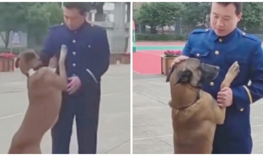 Inconsolable Working Dog Is Unprepared To Say Goodbye At Trainer’s Retirement