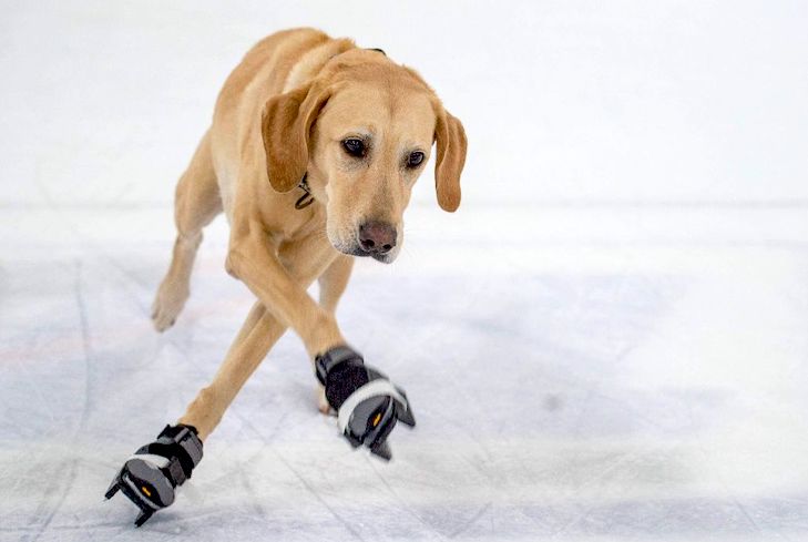 This Ice-skating Dog Helps Kids and Young Adults Build Confidence