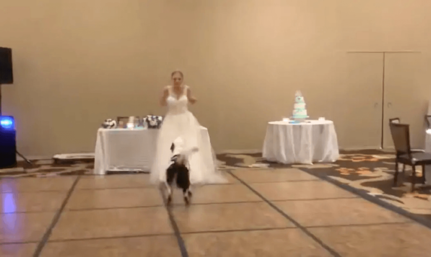 “Best Dog” And Bride Win Hearts Dancing At Wedding