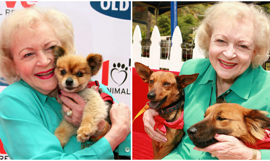 Fans Create ‘Betty White Challenge’ Pledging Donation To Shelters On Late Star’s 100th Birthday