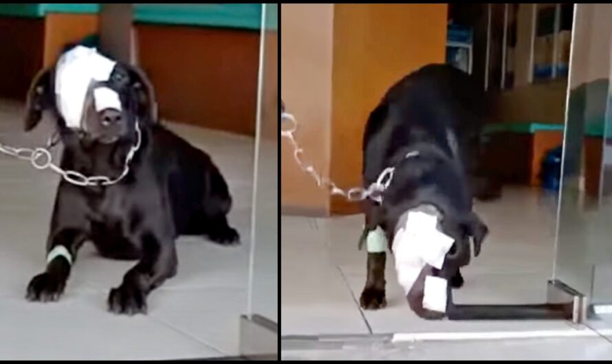 Dog Treated Cruelly Boldly Strives To Take A Step Back Into The Scary World