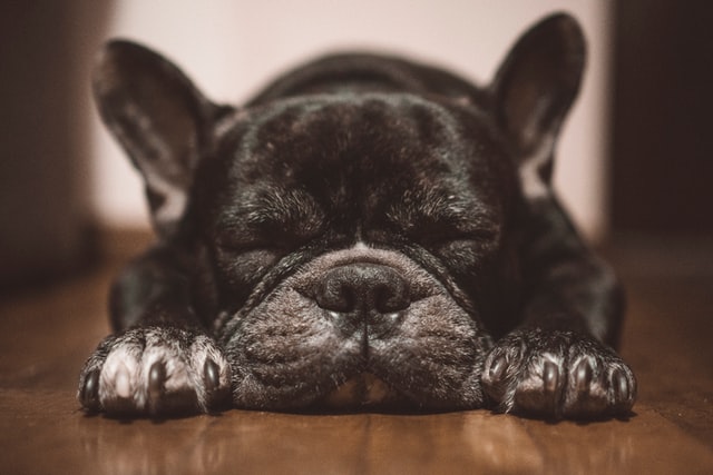 black french bulldog close eyes