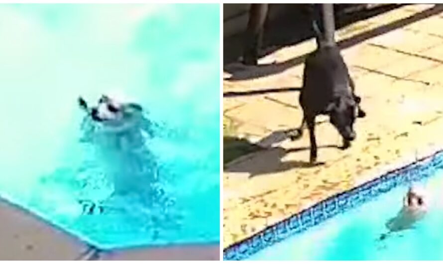 Black Lab Uses Every Ounce Of Strength Trying To Help Dog Drowning In Pool