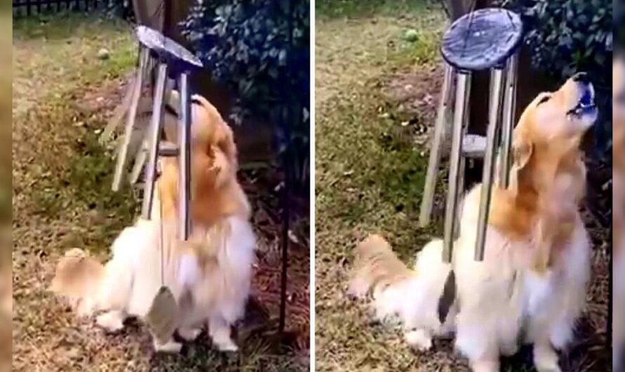 Dog Accidentally Walks Into Wind Chimes & Proceeds To Sing The Song Of Her People