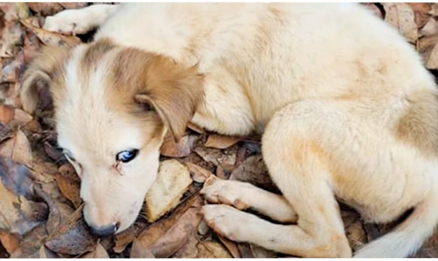 Blue Eyed Pup Depleted Of Life Had No Energy Left To Sit Up Or Move