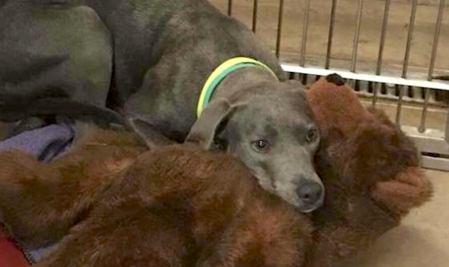 Loyal Dog Dumped At Shelter With Her Teddy Bear Finds A Dad Who’d Never Do That To Her