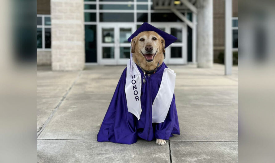 Loyal service dog graduates with honors after helping owner through middle school