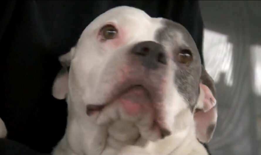 Rescue pit bull defends family from burglar, restrains him until police arrive