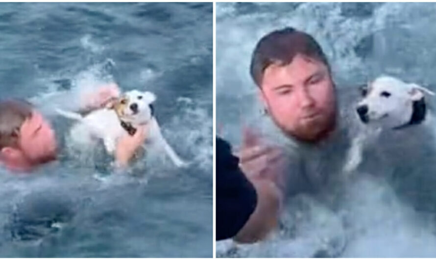 Boaters Rescue Lost Dog In The Middle Of Ocean and Reunite Him With His Family