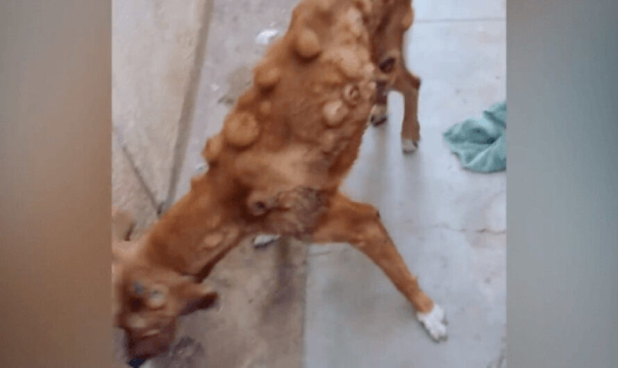 Street dog covered with tumors is close to death – then an animal lover proves that angels exist