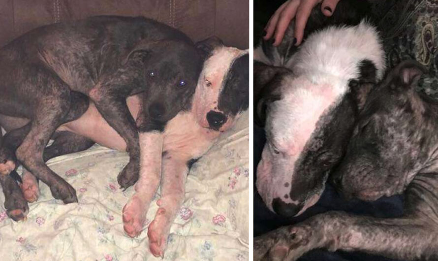 Bonded Pit Bull Sisters Keep By Each Other’s Side As They Try To Heal