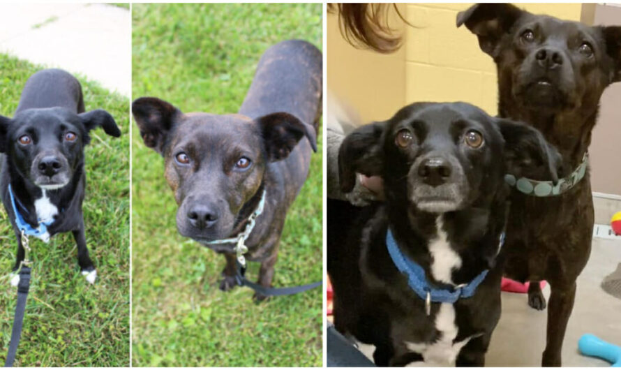 Bonded Rescue Dogs Find a Home Together After Year of Waiting in Shelter