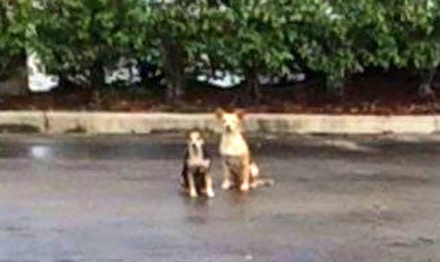 “Super Bonded” Dogs Were Tossed Out Of Car, They Waited In Same Spot For Weeks