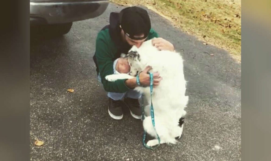 Border Collie Too Hurt To Be Pet Can’t Stop Cuddling His New Dad