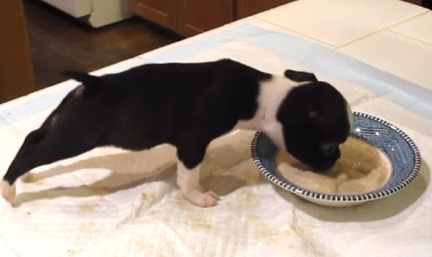 Boston Terrier Puppy Is Eating His Dinner and Mom Can’t Control Her Laughter