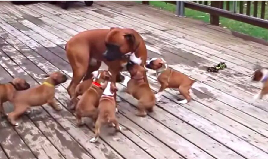 This Boxer Dad Gets Hilarious Taste of Parenthood With His Puppies Around