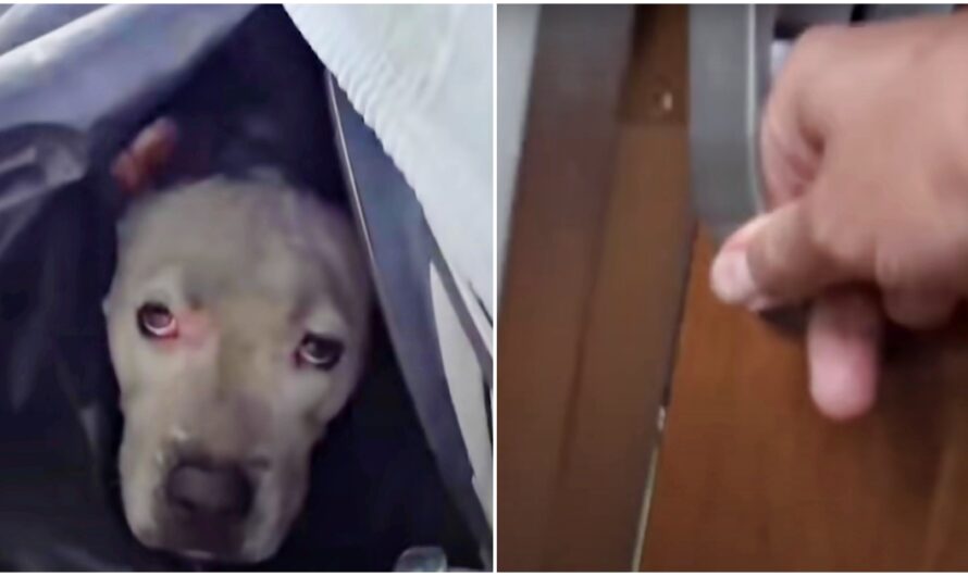 Lost Pittie Was Terrified To Come Out So Man Opened The Door To His Ticket Home